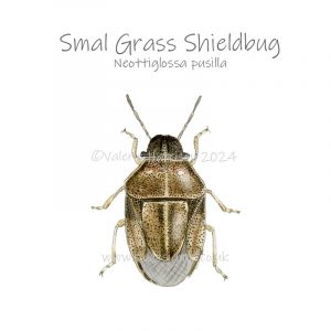 Small-Grass-Shieldbug illustration