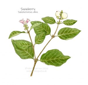 Snowberry-illustration