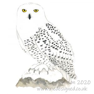 Snowy-owl-illustration