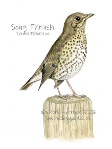 Song-thrush-illustration