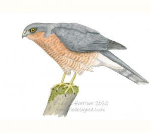 Sparrowhawk-male-illustration