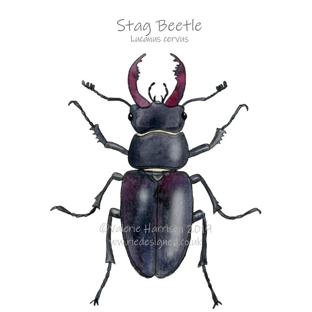 Stag-Beetle-Illustration