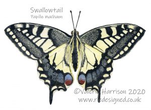 Swallowtail butterfly illustration