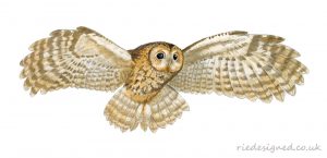 Tawny-Owl-Flying-illustration