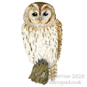 Tawny-owl-illustration