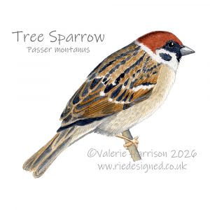 Tree-Sparrow-illustration