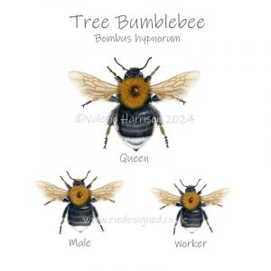 Tree-bumblebee Illustration