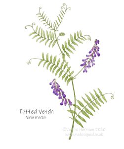Tufted-Vetch-illustration