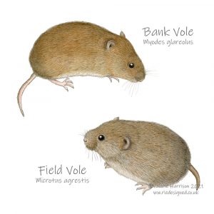 Voles-illustration