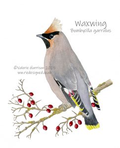 Waxwing-illustration