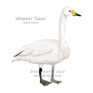 Whooper-Swan-illustration