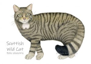 Wild-cat-illustration