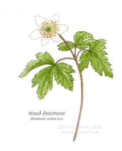 Wood-anemone-illustration