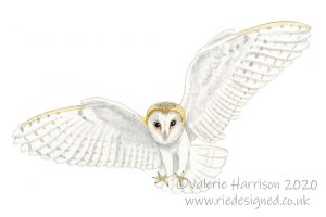 barn-owl-flying-illustration