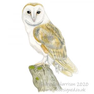 barn-owl-illustration