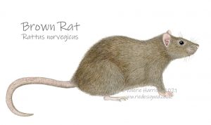brown-rat-illustration
