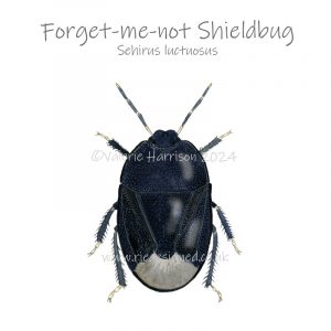 forget-me-not-shieldbug illustration