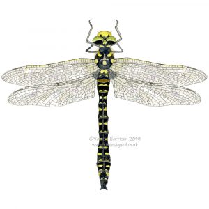 golden-ringed-dragonfly illustration