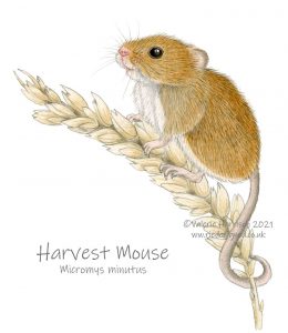 harvest-mouse-illustration