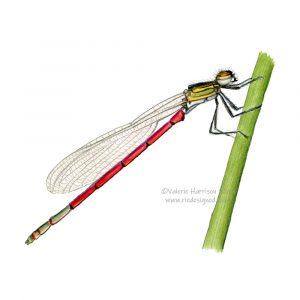 large-red-damselfly-illustration