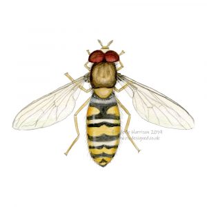 marmalade-hoverfly-illustration