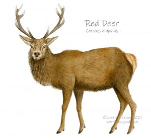 red-deer-illustration