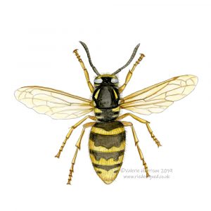 wasp-illustration