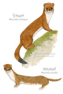 weasel-and-stoat-illustration