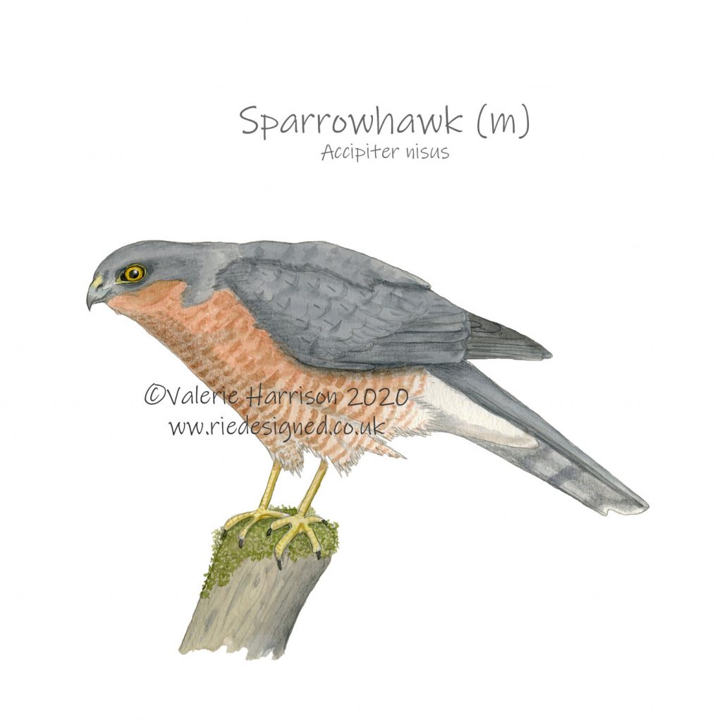 Sparrowhawk-male-Accipiter-nisus-illustration