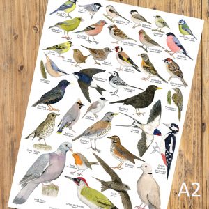 A2-New-Garden-Birds-Poster-1