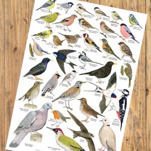 A2 Nature Identification Posters