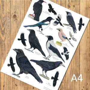 A4 Corvid Poster