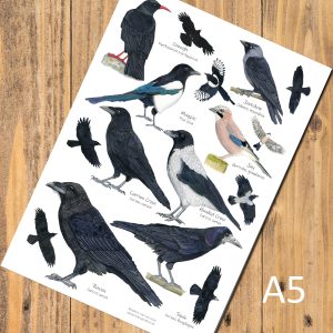 British Corvids Identification A5 Card Postcard, Art Print