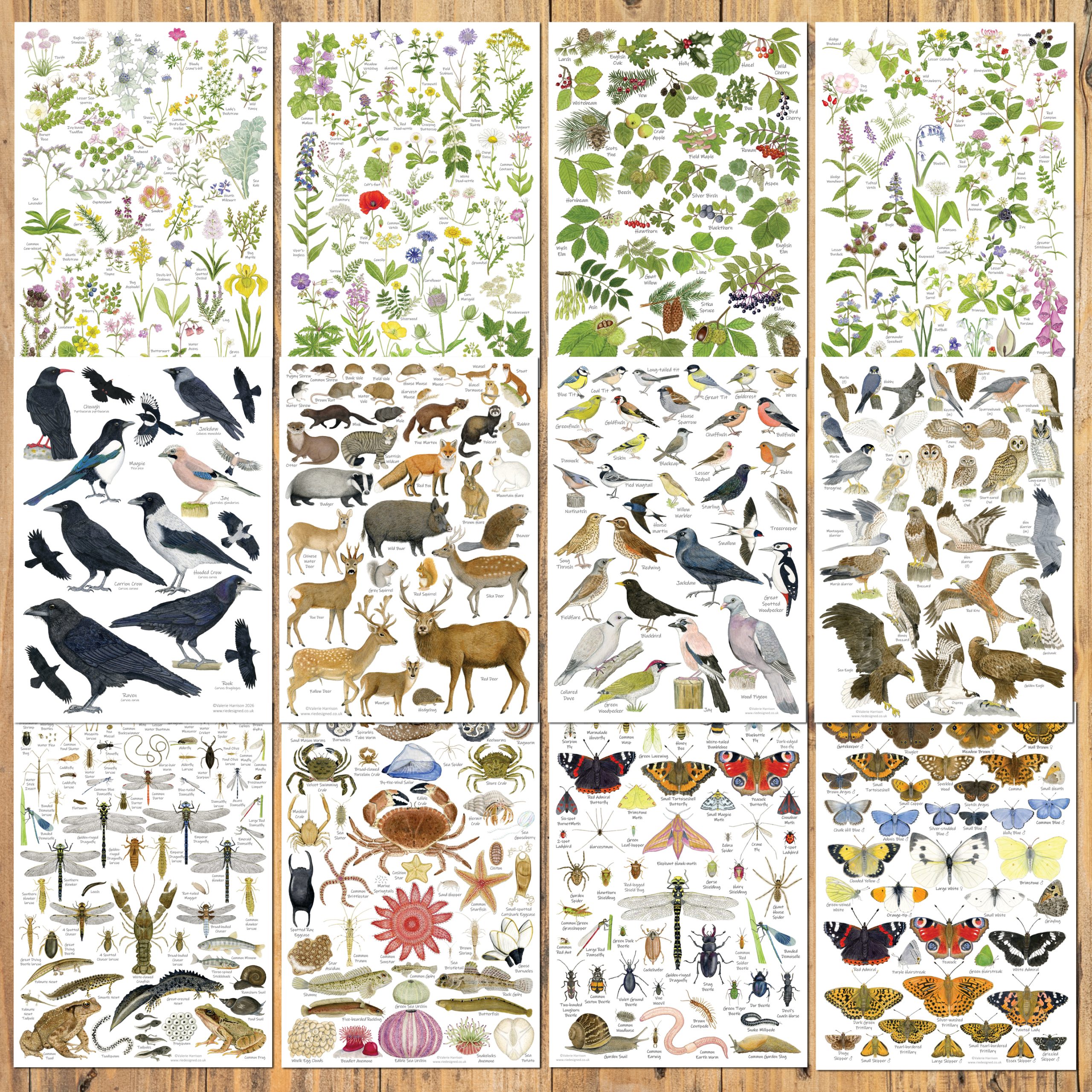 Set of 12 British Wildlife Identification A4 Card Posters, Art Prints