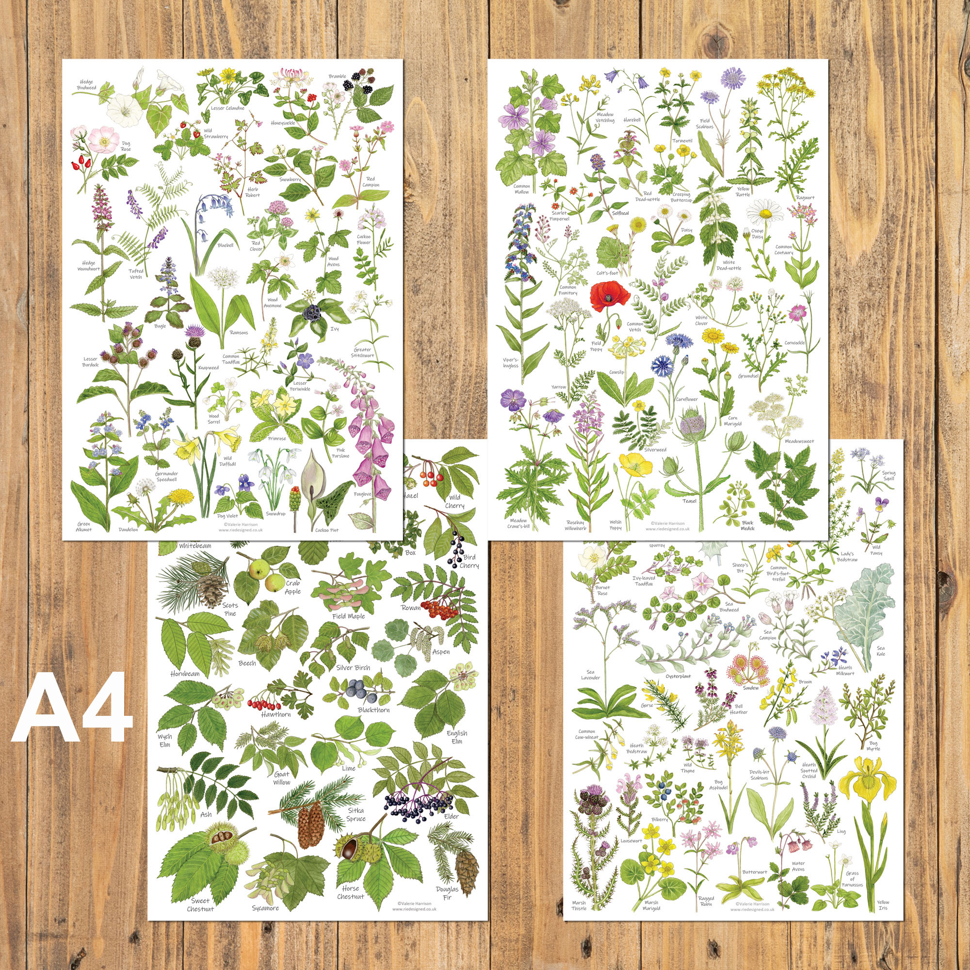 Wild-Flower-and-tree-leaves-A4-posters