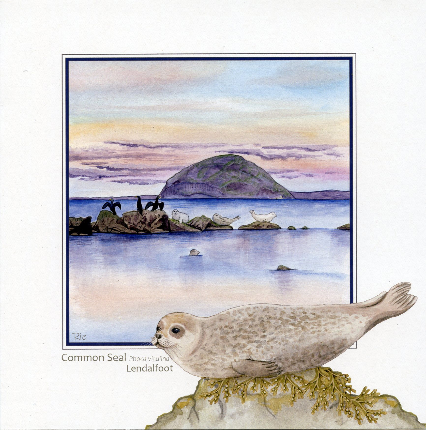 Common Seal Lendalfoot with Ailsa Greetings Card