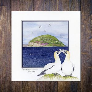 Gannets Ailsa Craig Greetings Card