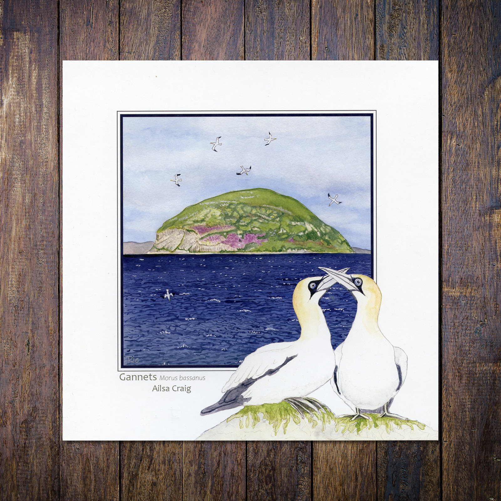 Gannets Ailsa Craig Greetings Card
