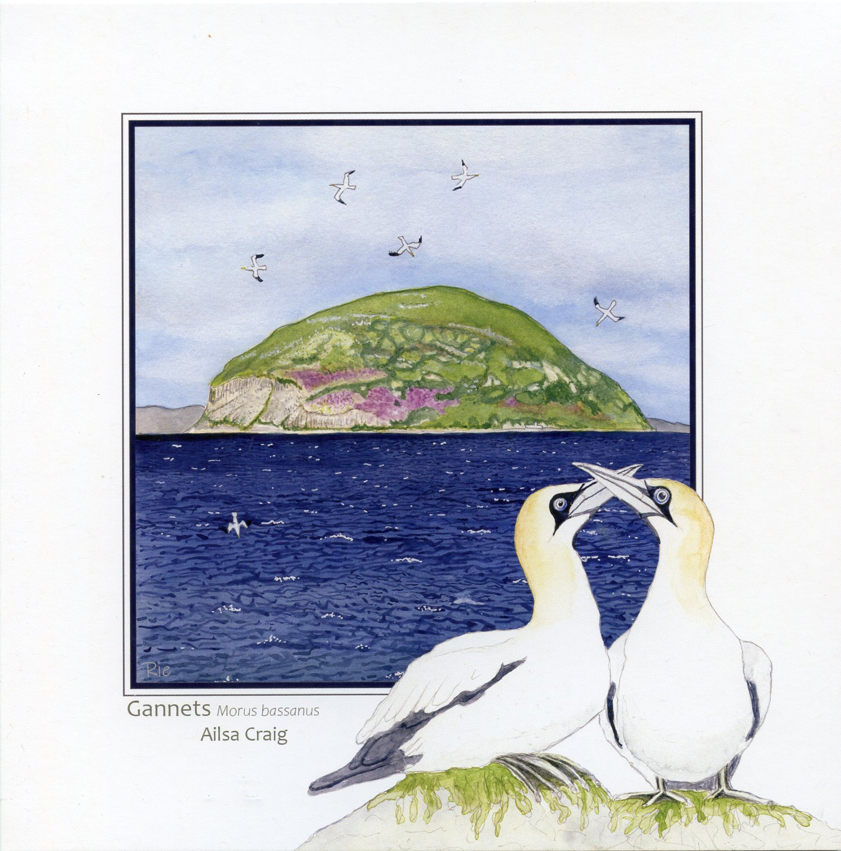 Gannets Ailsa Craig Greetings Card