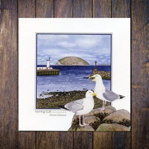 Herring Gull Girvan Harbour with Ailsa Greetings Card