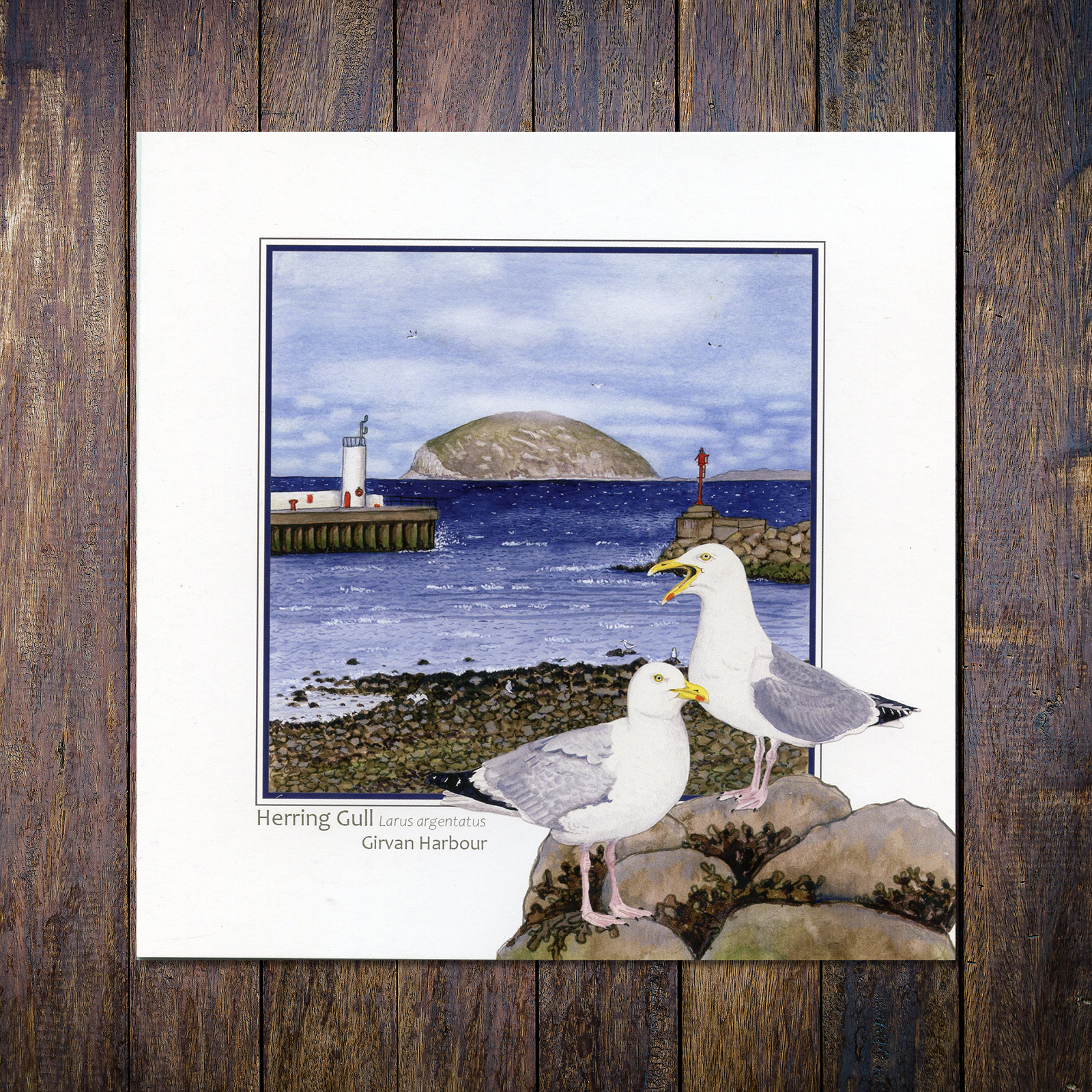 Herring Gull Girvan Harbour with Ailsa Greetings Card