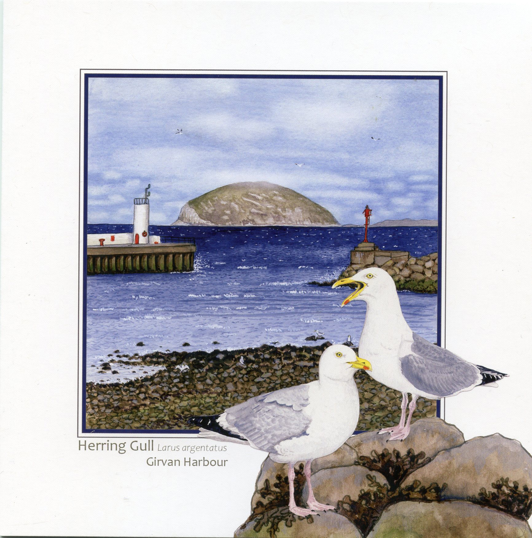 Herring Gull Girvan Harbour with Ailsa Greetings Card