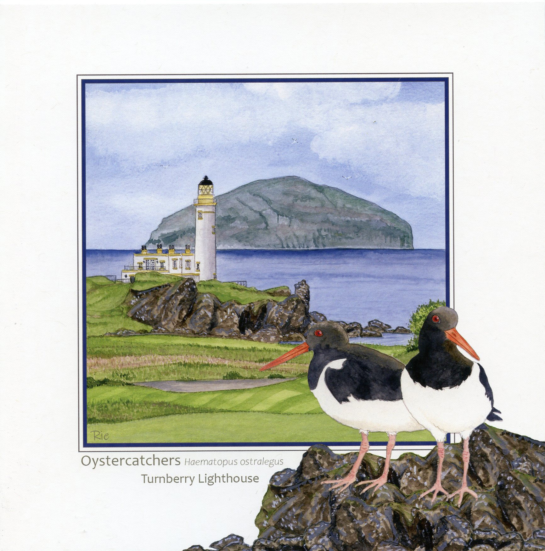 Oystercatchers Turnberry Lighthouse with Ailsa Greetings Card
