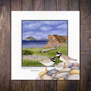 Ringed Plovers Ballantrae and Ailsa Craig Greetings Card