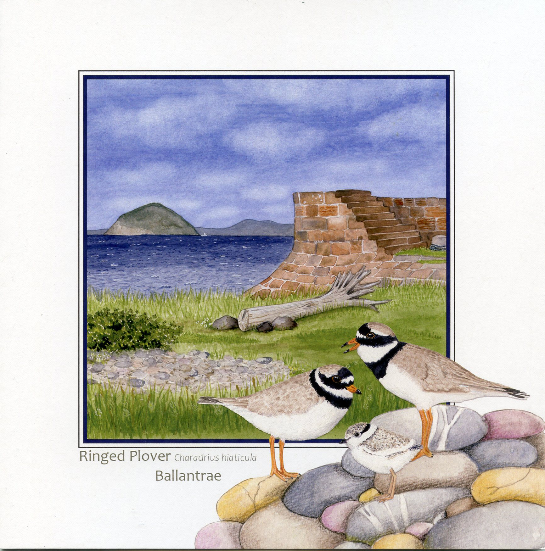 Ringed Plovers Ballantrae and Ailsa Craig Greetings Card